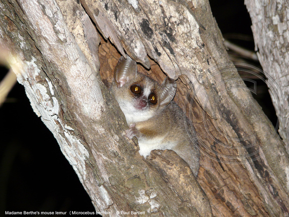 Madame Berthe's mouse lemur (Microcebus berthae) @ Kirindy Forest 14-07-2016 © Paul Bartlett [3]