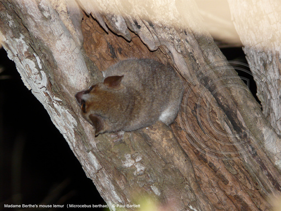 Madame Berthe's mouse lemur (Microcebus berthae) @ Kirindy Forest 14-07-2016 © Paul Bartlett [4]