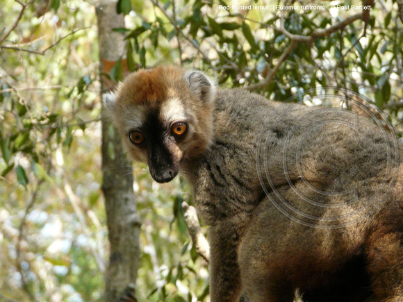 Red-fronted lemur (Eulemur rufifrons) @ Kirindy Forest 14-07-2016 © Paul Bartlett [1]