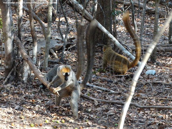 Red-fronted lemur (Eulemur rufifrons) @ Kirindy Forest 15-07-2016 © Paul Bartlett [4]