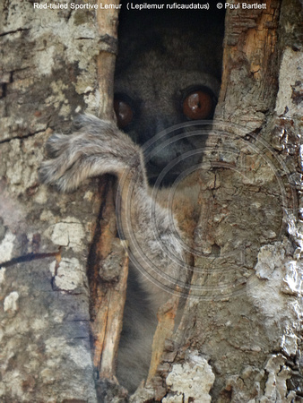 Red-tailed Sportive Lemur (Lepilemur ruficaudatus) @ Kirindy Forest 14-07-2016 © Paul Bartlett [2]