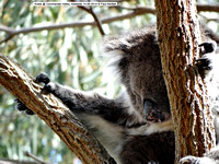 Koala @ Coromandel Valley, Adelaide 14-09-2014 � Paul Bartlett DSC04251
