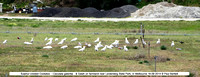 Sulphur-crested Cockatoo (Cacutata galerita) farmland near Lerderderg State Park, nr Melbourne 18-09-2014 � Paul Bartlett DSC04955