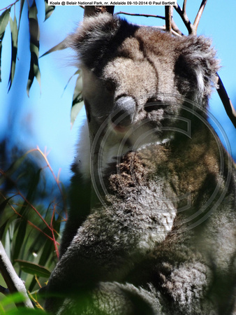 Koala sleeping @ Belair National Park, nr. Adelaide 09-10-2014 � Paul Bartlett DSC07782