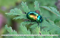 Tansy beetle Chrysolina graminis @ York Ouse riverside  north east between Scarborough and Water End bridges 25-08-2021 © Paul Bartlett [1]