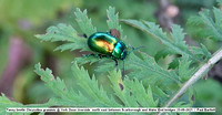 Tansy beetle Chrysolina graminis @ York Ouse riverside  north east between Scarborough and Water End bridges 25-08-2021 © Paul Bartlett [2]