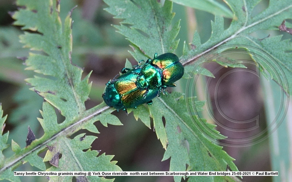 Tansy beetle Chrysolina graminis mating @ York Ouse riverside  north east between Scarborough and Water End bridges 25-08-2021 © Paul Bartlett [4]