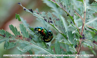 Tansy beetle Chrysolina graminis mating @ York Ouse riverside  north east between Scarborough and Water End bridges 25-08-2021 © Paul Bartlett [2]