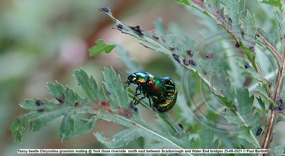 Tansy beetle Chrysolina graminis mating @ York Ouse riverside  north east between Scarborough and Water End bridges 25-08-2021 © Paul Bartlett [3]