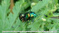 Tansy beetle Chrysolina graminis mating @ York Ouse riverside  north east between Scarborough and Water End bridges 25-08-2021 © Paul Bartlett [5]