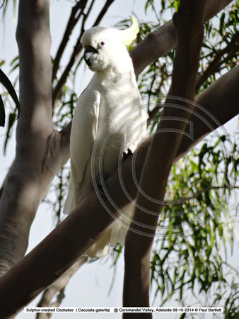 Sulphur-crested Cockatoo (Cacutata galerita) @ Coromandel Valley, Adelaide 08-10-2014 � Paul Bartlett DSC07527