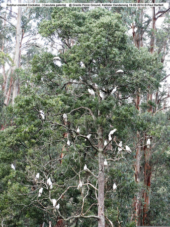 Sulphur-crested Cockatoo (Cacutata galerita) @ Grants Picnic Ground, Kallister Dandenong 19-09-2014 � Paul Bartlett DSC05155