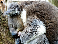 Koala sleeping @ Koala Conservation Centre, Phillip Island, Victoria 20-09-2014 � Paul Bartlett DSC05243