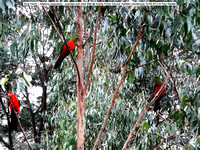 King Parrot (Alisterus scapularis)