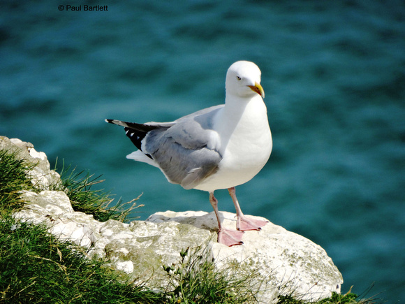 Herring gull (Larus argentatus) at Bempton Cliffs 12-07-2014 � Paul Bartlett [w]