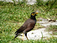 Common Myna (Acridotheres tristis) on La Digue 18 June 2015 © Paul Bartlett