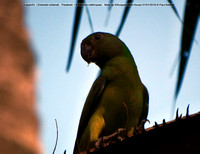 Layard’s (Emerald collared) Parakeet (Psittacula calthropae) Female @ Kithulgala Rest House 2016-01-01 © Paul Bartlett [3w]