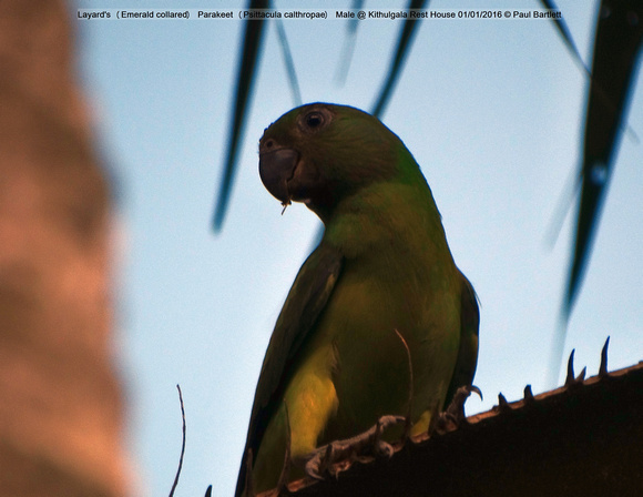 Layard’s (Emerald collared) Parakeet (Psittacula calthropae) Female @ Kithulgala Rest House 2016-01-01 © Paul Bartlett [3w]