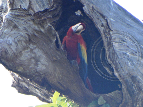 Scarlet Macaw Ara macao  @ Laguna Lagarto Lodge  DSC01131