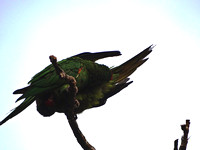 Crimson-fronted Parakeet Psittacara (Aratinga) finschi @ Santa Ana Mall DSC08393