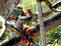 Scarlet Macaw Ara macao @ Punta Islita Ara Project DSC09810