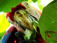 Scarlet Macaw Ara macao @ Punta Islita Beach DSC09775
