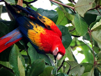 Scarlet Macaw Ara macao @ Tarcoles Beach DSC09129