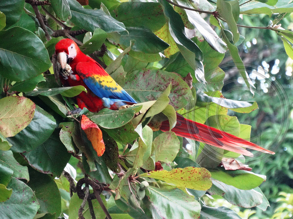 Scarlet Macaw Ara macao @ Tarcoles Beach DSC09130