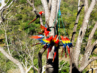 Scarlet Macaw Ara macao @ Punta Islita Ara Project DSC09884