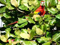 Scarlet Macaw Ara macao @ Tarcoles Beach DSC08563