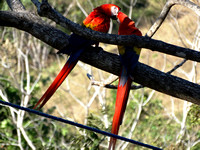 Scarlet Macaw Ara macao @ Punta Islita Ara Project DSC09928
