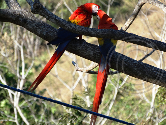 Scarlet Macaw Ara macao @ Punta Islita Ara Project DSC09928