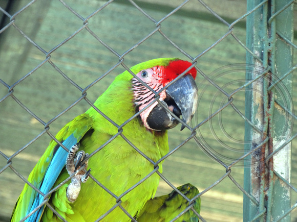 Great Green Macaw Ara ambiguus @ Punta Islita © Paul Bartlett DSC09817