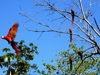 Scarlet Macaw Ara macao @ Punta Islita Ara Project DSC09823