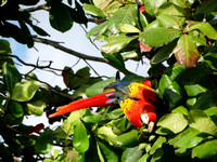 Scarlet Macaw Ara macao @ Tarcoles Beach DSC08573
