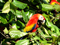 Scarlet Macaw Ara macao @ Tarcoles Beach DSC08564
