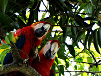Scarlet Macaw Ara macao @ Mi Finca Restaurant, Abangares 506 DSC04216