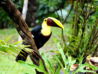 Black-mandibled Toucan Ramphastos ambiguus @ Laguna del Lagarto Lodge DSC01754
