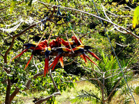 Scarlet Macaw Ara macao @ Punta Islita Ara Project DSC09847