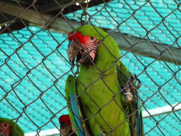 Great Green Macaw Ara ambiguus @ Punta Islita © Paul Bartlett DSC09814