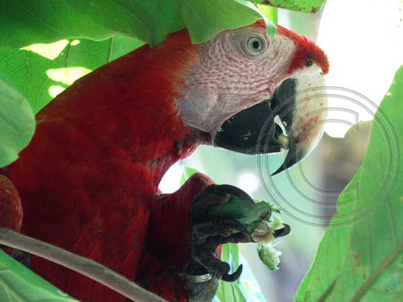 Scarlet Macaw Ara macao @ Punta Islita Beach DSC09789