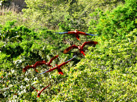 Scarlet Macaw Ara macao @ Punta Islita Ara Project DSC09849