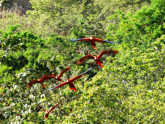 Scarlet Macaw Ara macao @ Punta Islita Ara Project DSC09849