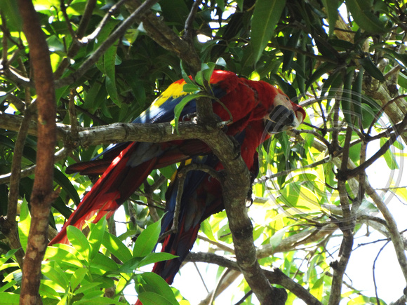 Scarlet Macaw Ara macao @ Mi Finca Restaurant, Abangares 506 DSC04214