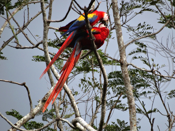 Scarlet Macaw Ara macao @ Tarcoles Beach DSC09108