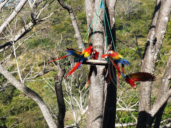 Scarlet Macaw Ara macao @ Punta Islita Ara Project DSC09893