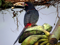 Collared Aracari Pteroglossus torquatus @ Laguna del Lagarto Lodge © Paul Bartlett DSC00849