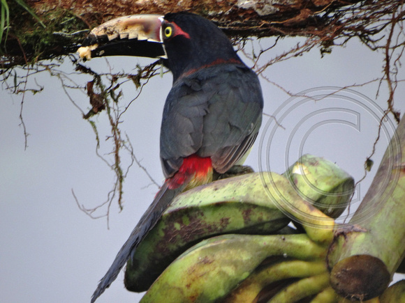 Collared Aracari Pteroglossus torquatus @ Laguna del Lagarto Lodge © Paul Bartlett DSC00849