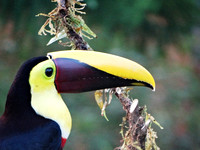 Black-mandibled Toucan (Ramphastos ambiguus)