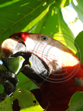 Scarlet Macaw Ara macao @ Punta Islita Beach DSC09780